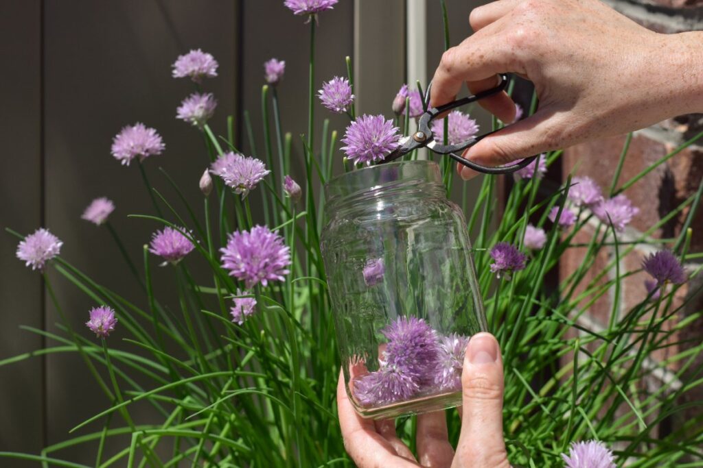 Une personne qui récolte des fleurs de ciblouette violette