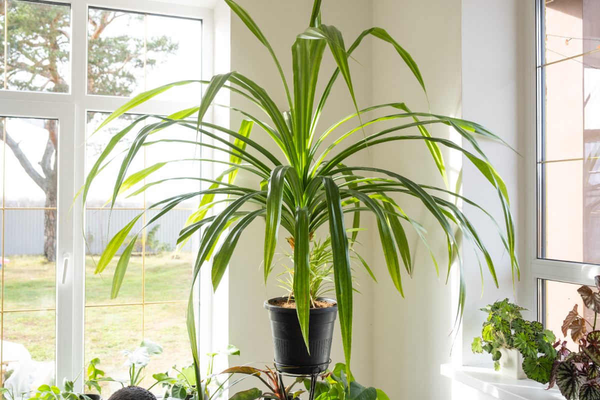 Une plante de dracaena en pot à l'intérieur d'une maison