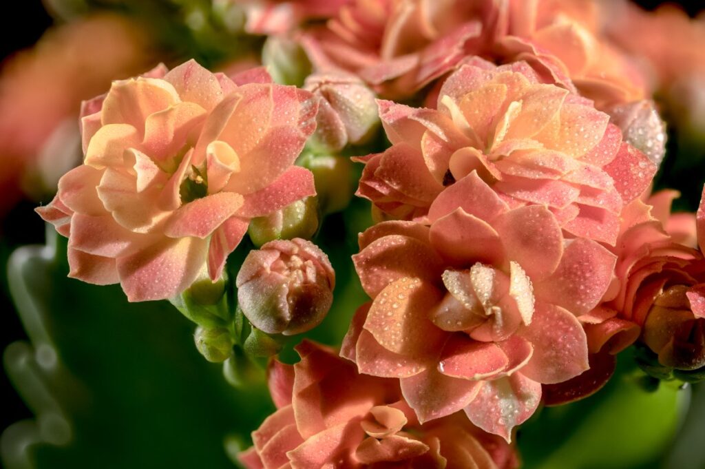 Une plante de kalanchoé en pleine floraison