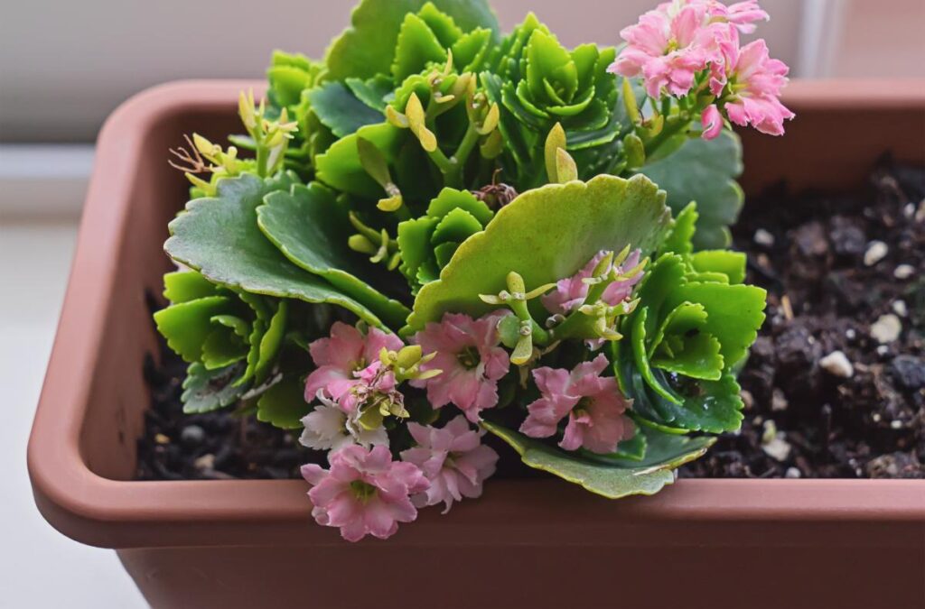 Une plante de kanachoé en pot