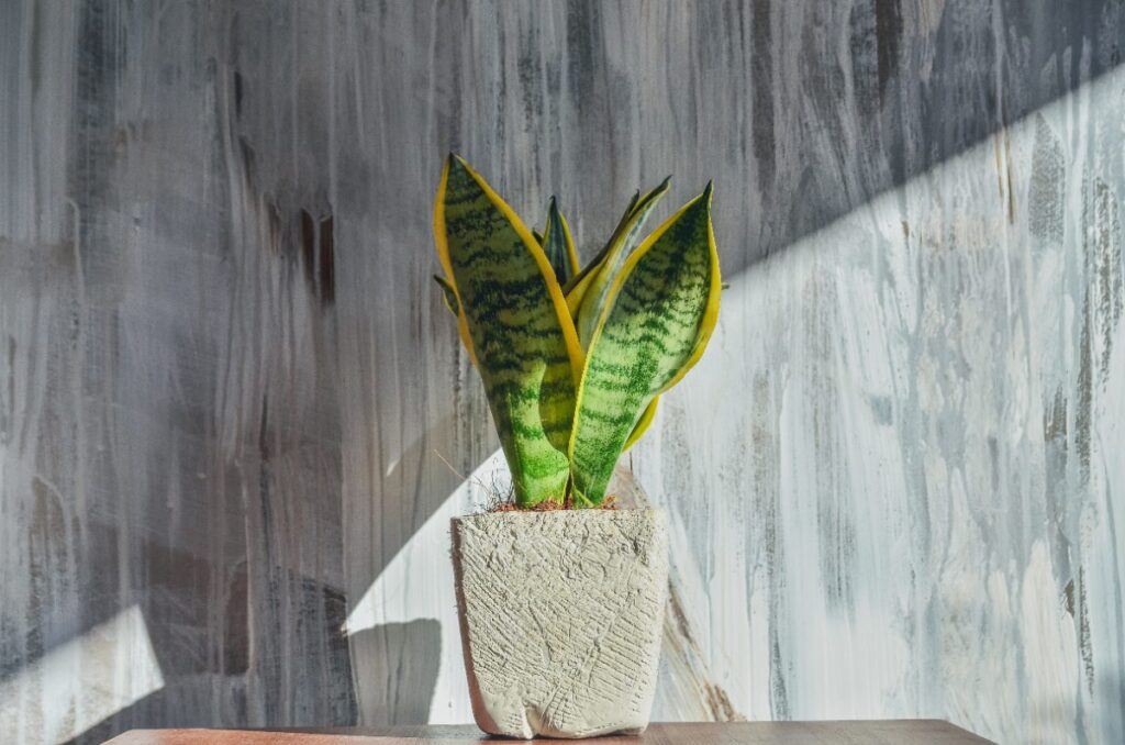 Une plante de sansevieria en pot