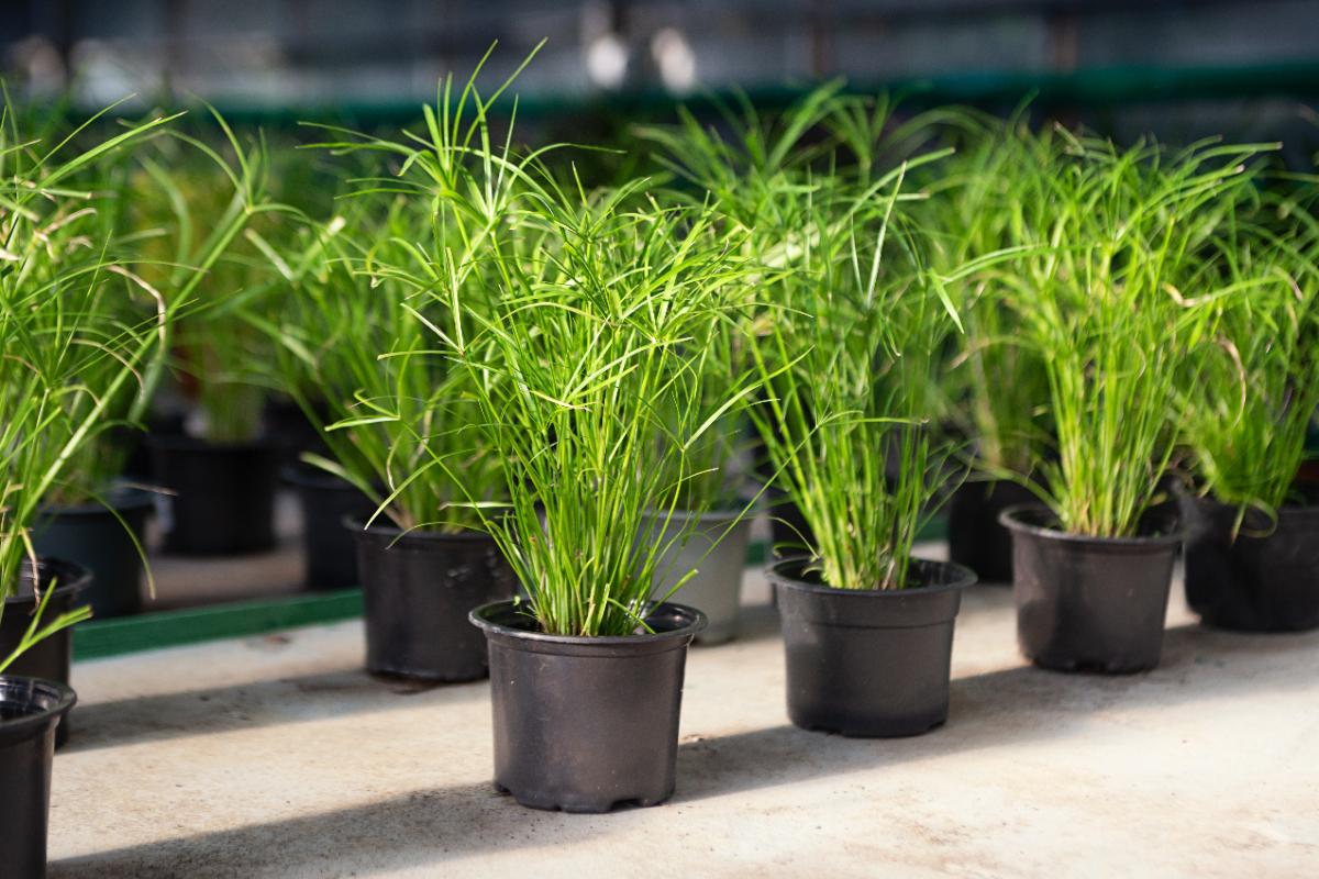 Des plantes de papyrus en pot dans le jardin