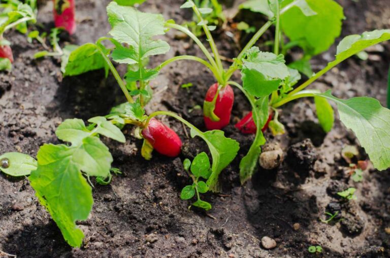 Des radis plantés dans le potager